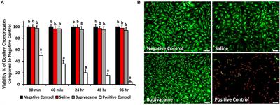 In vitro and in vivo Effects of a Single Dose of Bupivacaine 5% on Donkey Chondrocytes